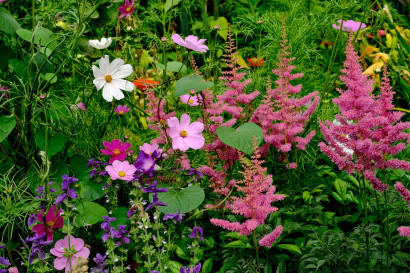 Nahaufnahme eines Sommerbeets mit lila Buntschopfsalbei, rosafarbenen Cosmeen und pinken Astilben.
