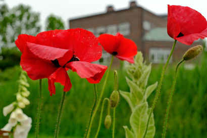 Drei gro&szlig;e rote t&uuml;rkische Mohnbl&uuml;ten im Vordergrund, unscharf ist das Nolde-Haus im Hintergrund zu sehen.