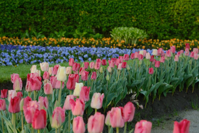 Bl&uuml;hende Tulpen in Rosa und Wei&szlig; sowie Stiefm&uuml;tterchen in Blau, Lila und Orange in den Beeten des Nolde-Gartens.